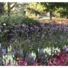 Argentinisches Eisenkraut FloraSelf Verbena Bonariensis H 10-60 Cm Co 3 L