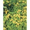 Pfennigkraut FloraSelf Lysimachia Numularia Ø 18 Cm Topf -FloraSelf Geschäft DV 8 8141149 01 4c DE 20150828104937