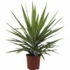 FloraSelf Palmlilie Yucca Elephantipes 'Jewel' H 30-40 Cm Ø 20 Cm Topf -FloraSelf Geschäft DV 8 8146041 01 4c DE 20171220050553