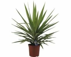 FloraSelf Palmlilie Yucca Elephantipes 'Jewel' H 30-40 Cm Ø 20 Cm Topf
