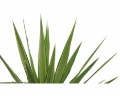 FloraSelf Palmlilie Yucca Elephantipes 'Jewel' H 30-40 Cm Ø 20 Cm Topf -FloraSelf Geschäft DV 8 8146041 02 4c RO 20220321191904