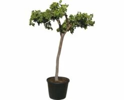 Weinrebe 'Aledo' FloraSelf Vitis Vinifera 'Aledo' H 140-160 Cm Ø 45 Cm Topf