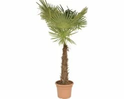 Hanfpalme FloraSelf Trachycarpus Fortunei H 200-210 Cm Ø 40 Cm Topf