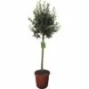 Olivenbaum FloraSelf Olea Europaea H 120-130 Cm Ø 30 Cm Topf -FloraSelf Geschäft DV 8 8189897 04 4c CH 20170524213238
