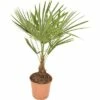 Hanfpalme FloraSelf Trachycarpus Fortunei H 50-60 Cm Ø 20 Cm Topf