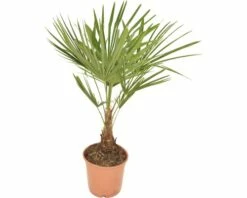 Hanfpalme FloraSelf Trachycarpus Fortunei H 50-60 Cm Ø 20 Cm Topf