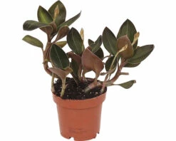 Juwelorchidee FloraSelf H Ca. 20 Cm Ø 12 Cm Topf