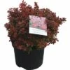 Berberitze FloraSelf Berberis Thunbergii 'Admiration' H 30-40 Cm Co 4 L -FloraSelf Geschäft DV 8 8258962 01 4c DE 20180209193719