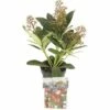 Japanische Blütenskimmie FloraSelf Skimmia Japonica 'Rubella' H 15-20 Cm Co 0,5 L (5 Stk.) -FloraSelf Geschäft DV 8 8275424 01 4c DE 20221025124755