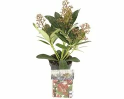 Japanische Blütenskimmie FloraSelf Skimmia Japonica 'Rubella' H 15-20 Cm Co 0,5 L (5 Stk.)