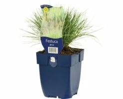 Schwingel FloraSelf Festuca Glauca H 5-25 Cm Co 0,5 L (6 Stk.)
