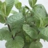 FloraSelf Marokkanische Minze Mentha Spicata 'Maroccan' H 5-20 Cm Co 0,5 L -FloraSelf Geschäft DV 8 8279219 07 4c DE 20200214085608