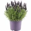 Schopflavendel FloraSelf Lavandula Stoechas 'Anouk' H 35-40 Cm Ø 19 Cm Topf -FloraSelf Geschäft DV 8 8302570 01 4c NL 20161011011740