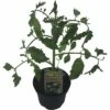 BIO Tomate 'Zebra' FloraSelf Ø 11 Cm Topf