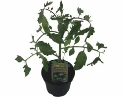 BIO Tomate 'Zebra' FloraSelf Ø 11 Cm Topf