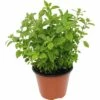 Oregano FloraSelf Origanum Vulgare 'Diabolo' Ø 12 Cm Topf -FloraSelf Geschäft DV 8 8358508 01 4c CH 20190123104753