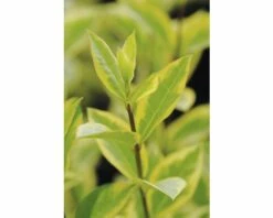 Gold-Liguster XXL FloraSelf Ligustrum Ovalifolium 'Aureum' H 100-125 Cm Co 15 L -FloraSelf Geschäft DV 8 8360254 02 4c DE 20201209111800