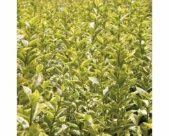 Gold-Liguster XXL FloraSelf Ligustrum Ovalifolium 'Aureum' H 100-125 Cm Co 15 L -FloraSelf Geschäft DV 8 8360254 03 4c DE 20201209111800