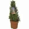 Rosmarin Pyramide FloraSelf Rosmarinus Officinalis H 40-45 Cm Ø 18 Cm Topf -FloraSelf Geschäft DV 8 8361418 01 4c CH 20190211084700
