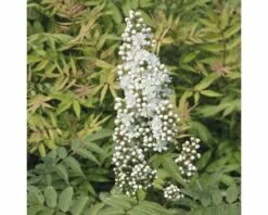 Niedrige Fiederspiere FloraSelf Sorbaria Sorbifolia 'Sem' H 30-60 Cm Co 4 L -FloraSelf Geschäft DV 8 8389594 01 4c DE 20150519180527