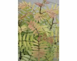 Niedrige Fiederspiere FloraSelf Sorbaria Sorbifolia 'Sem' H 30-60 Cm Co 4 L -FloraSelf Geschäft DV 8 8389594 02 4c DE 20150519180629