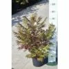 Niedrige Fiederspiere FloraSelf Sorbaria Sorbifolia 'Sem' H 30-60 Cm Co 4 L 1 Niedrige Fiederspiere FloraSelf Sorbaria Sorbifolia 'Sem' H 30-60 Cm Co 4 L -FloraSelf Geschäft DV 8 8389594 03 4c DE 20150519180951