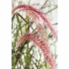 Rotes Lampenputzergras FloraSelf Pennisetum Advena 'Summer Samba' H 20-40 Cm Co 3 L -FloraSelf Geschäft DV 8 8421174 01 4c DE 20180209001725
