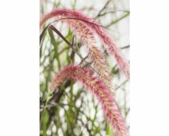 Rotes Lampenputzergras FloraSelf Pennisetum Advena 'Summer Samba' H 20-40 Cm Co 3 L