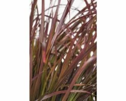 Rotes Lampenputzergras FloraSelf Pennisetum Advena 'Summer Samba' H 20-40 Cm Co 3 L 7 Rotes Lampenputzergras FloraSelf Pennisetum Advena 'Summer Samba' H 20-40 Cm Co 3 L -FloraSelf Geschäft DV 8 8421174 02 4c DE 20210113114751 1
