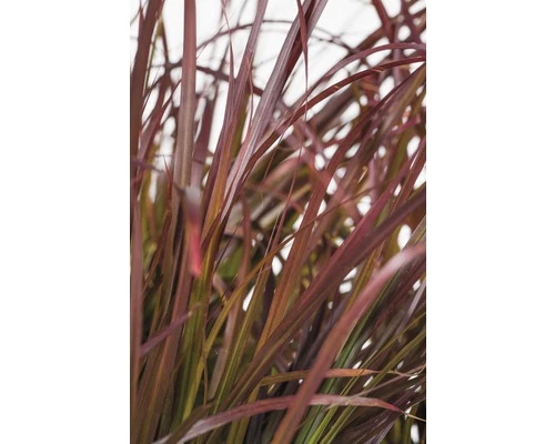 Rotes Lampenputzergras FloraSelf Pennisetum Advena 'Summer Samba' H 20-40 Cm Co 3 L 5 Rotes Lampenputzergras FloraSelf Pennisetum Advena 'Summer Samba' H 20-40 Cm Co 3 L – Bild 3
