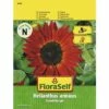 Sonnenblume 'Samtkönigin' FloraSelf Samenfestes Saatgut Blumensamen -FloraSelf Geschäft DV 8 8488974 01 4c AT 20190417091919
