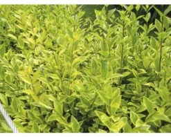 Gold-Liguster XXL FloraSelf Ligustrum Ovalifolium 'Aureum' H 100-125 Cm Co 15 L -FloraSelf Geschäft DV 8 8512788 01 4c DE 20201209111800