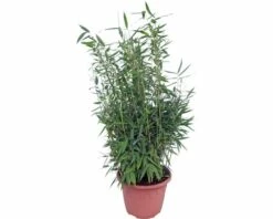 40 X Robuster Gartenbambus FloraSelf Fargesia Murielae 'Standing Stone' H 40-60 Cm Co 5 L Für Ca. 25 Lfm Hecke -FloraSelf Geschäft DV 8 8519055 01 4c DE 20201216101655