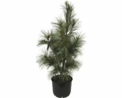 Tränen-Kiefer FloraSelf Pinus Wallichiana 'Densa Hill' H 80-100 Cm Co 10 L 8 Tränen-Kiefer FloraSelf Pinus Wallichiana 'Densa Hill' H 80-100 Cm Co 10 L -FloraSelf Geschäft DV 8 8519063 01 4c DE 20140211020143