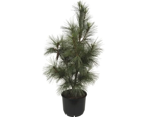 Tränen-Kiefer FloraSelf Pinus Wallichiana 'Densa Hill' H 80-100 Cm Co 10 L 5 Tränen-Kiefer FloraSelf Pinus Wallichiana 'Densa Hill' H 80-100 Cm Co 10 L – Bild 3