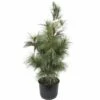 Tränen-Kiefer FloraSelf Pinus Wallichiana 'Densa Hill' H 80-100 Cm Co 10 L