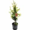 Zierquitte FloraSelf Chaenomeles Speciosa 'Hot Fire' H 60-80 Cm Co 5 L 2 Zierquitte FloraSelf Chaenomeles Speciosa 'Hot Fire' H 60-80 Cm Co 5 L -FloraSelf Geschäft DV 8 8541489 01 4c DE 20150717031535
