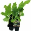 Kohlrabi Grün FloraSelf Bio Brassica Oleracea Ø 6 Cm Topf 6 Stk -FloraSelf Geschäft DV 8 8554931 01 4c DE 20190417211658