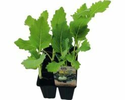 Kohlrabi Grün FloraSelf Bio Brassica Oleracea Ø 6 Cm Topf 6 Stk