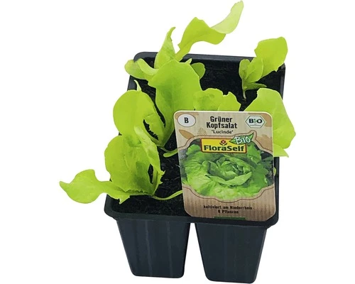 Kopfsalat FloraSelf Bio Letuca Sativa Ø 6 Cm Topf 6 Stk 3 Kopfsalat FloraSelf Bio Letuca Sativa Ø 6 Cm Topf 6 Stk