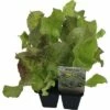 Bataviasalat FloraSelf Bio Letuca Sativa Ø 6 Cm Topf 6 Stk -FloraSelf Geschäft DV 8 8554937 01 4c DE 20190417211658