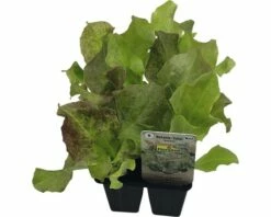 Bataviasalat FloraSelf Bio Letuca Sativa Ø 6 Cm Topf 6 Stk
