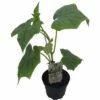 Gurke Veredelt FloraSelf Bio Cucumis Sativa Ø 13 Cm Topf -FloraSelf Geschäft DV 8 8554959 01 4c DE 20190417211658