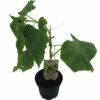 Mini Gurke FloraSelf Bio Cucumis Sativa Ø 13 Cm Topf -FloraSelf Geschäft DV 8 8554960 01 4c DE 20190417211658