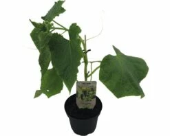 Mini Gurke FloraSelf Bio Cucumis Sativa Ø 13 Cm Topf