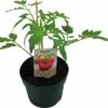 BIO Fleischtomate FloraSelf Ø 13 Cm Topf Versch. Sorten Veredelt -FloraSelf Geschäft DV 8 8554962 01 4c DE 20190417211658