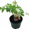 BIO Salattomate FloraSelf Ø 13 Cm Topf Versch. Sorten Veredelt -FloraSelf Geschäft DV 8 8554963 01 4c DE 20190417211658