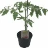 Tomate FloraSelf Bio Lycopersicum Esculentum Var. Esculentum 'Berner Rose' Ø 11 Cm Topf -FloraSelf Geschäft DV 8 8554983 01 4c DE 20190628051651