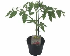 Tomate FloraSelf Bio Lycopersicum Esculentum Var. Esculentum 'Berner Rose' Ø 11 Cm Topf