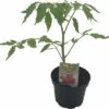 Ochsenherztomate FloraSelf Bio Lycopersicum Esculentum Var. Esculentum 'Ochsenherz' Ø 11 Cm Topf -FloraSelf Geschäft DV 8 8554984 01 4c DE 20190628051651
